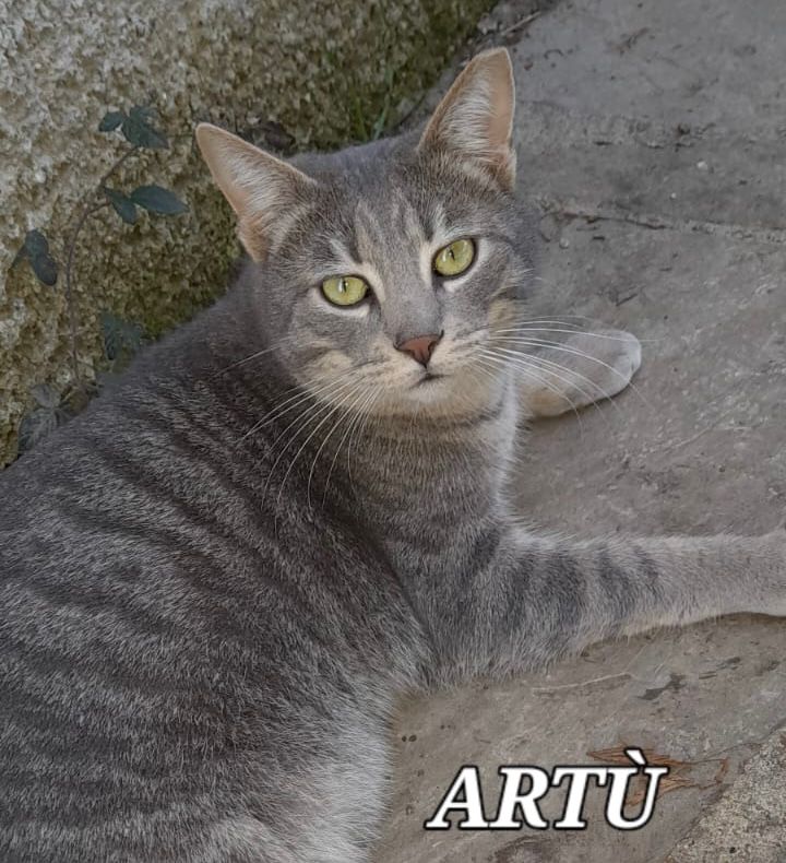 Artù