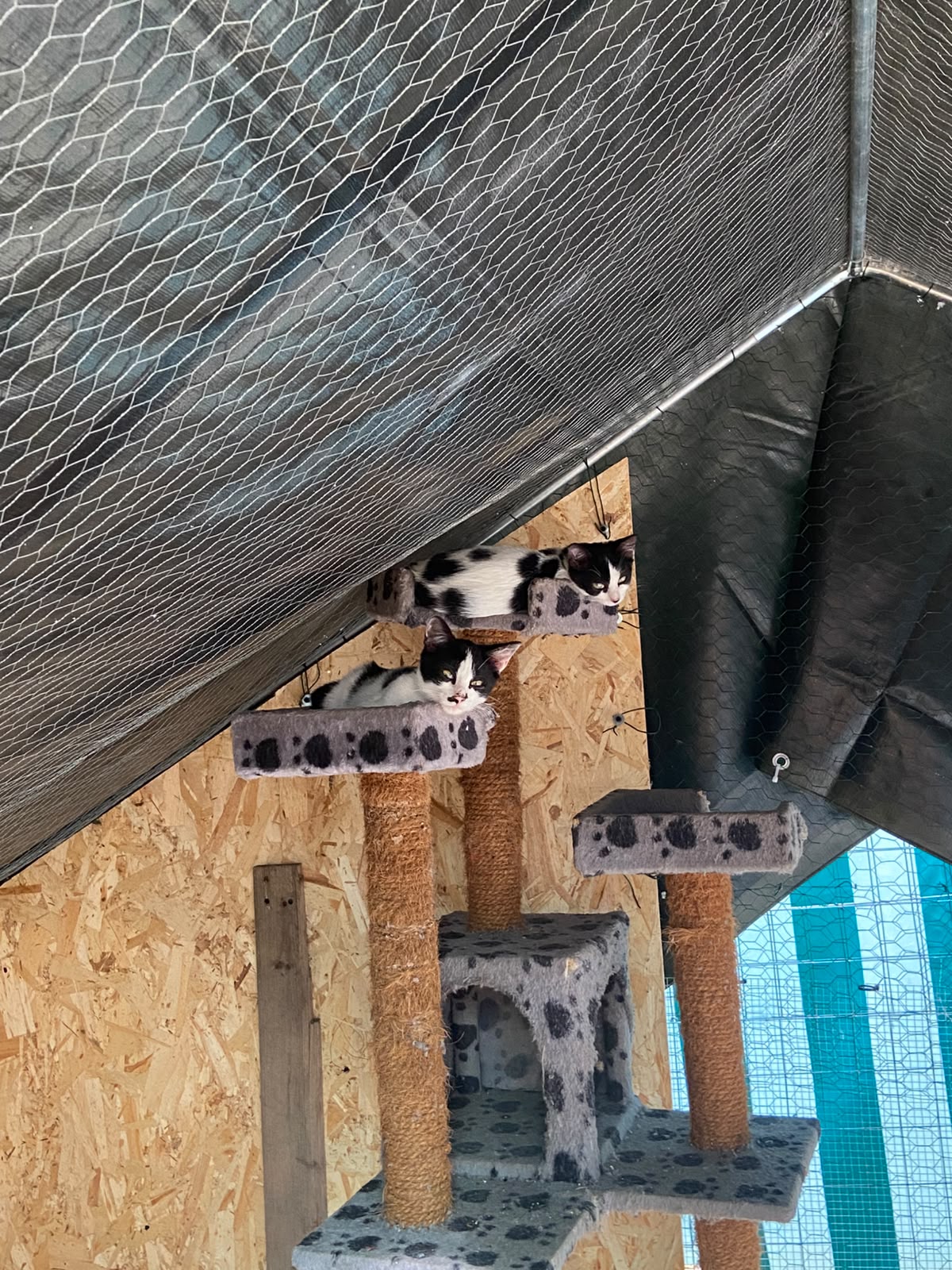 Domino