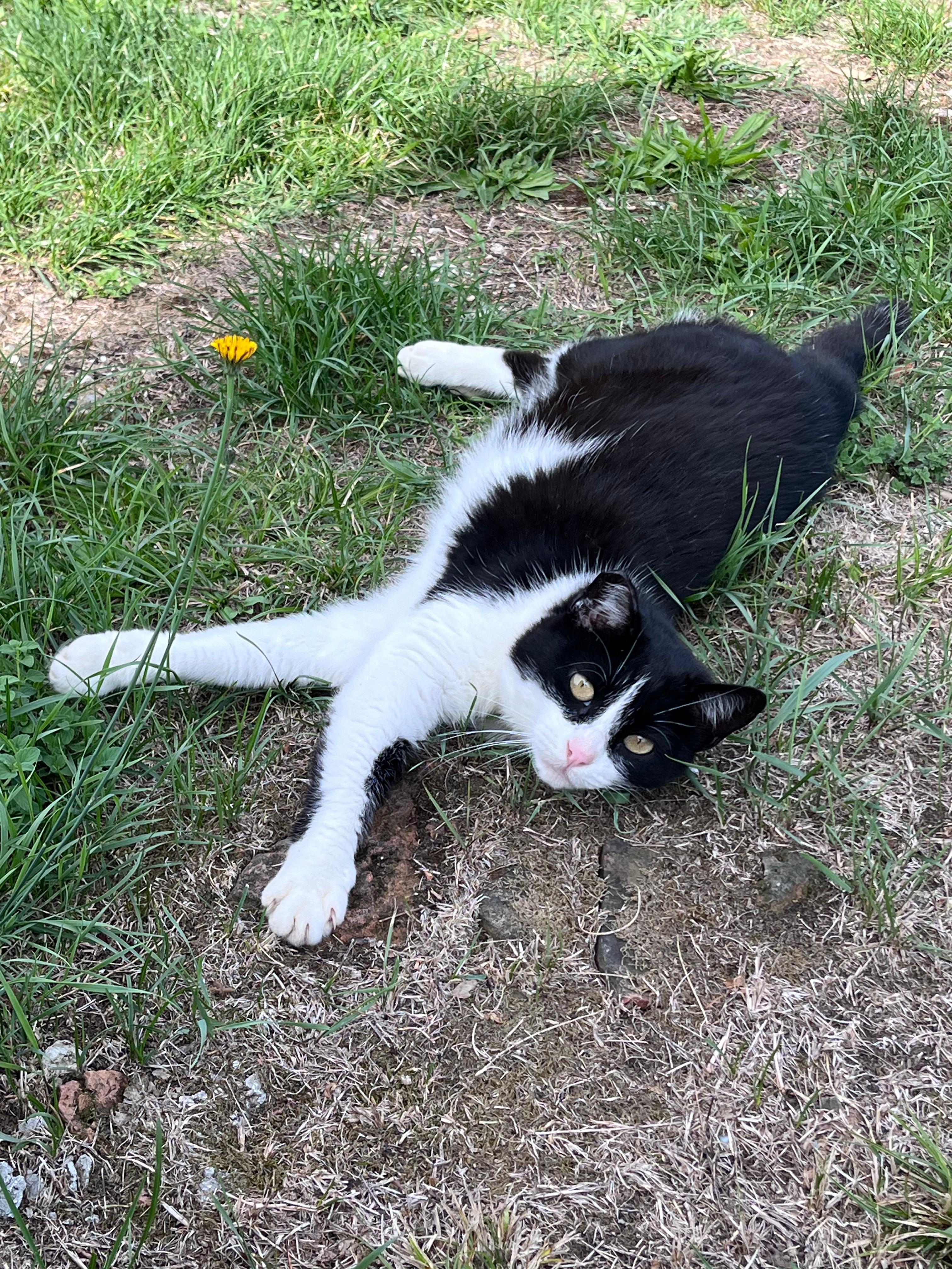 Frida