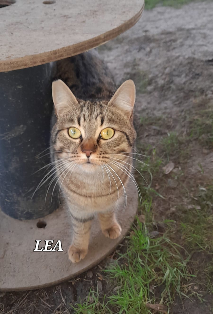 Lea