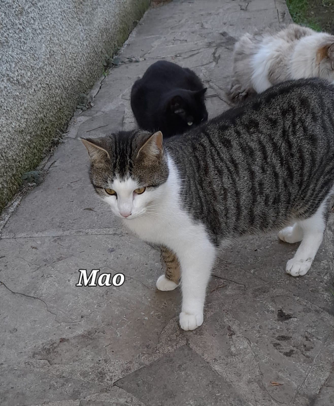 Mao