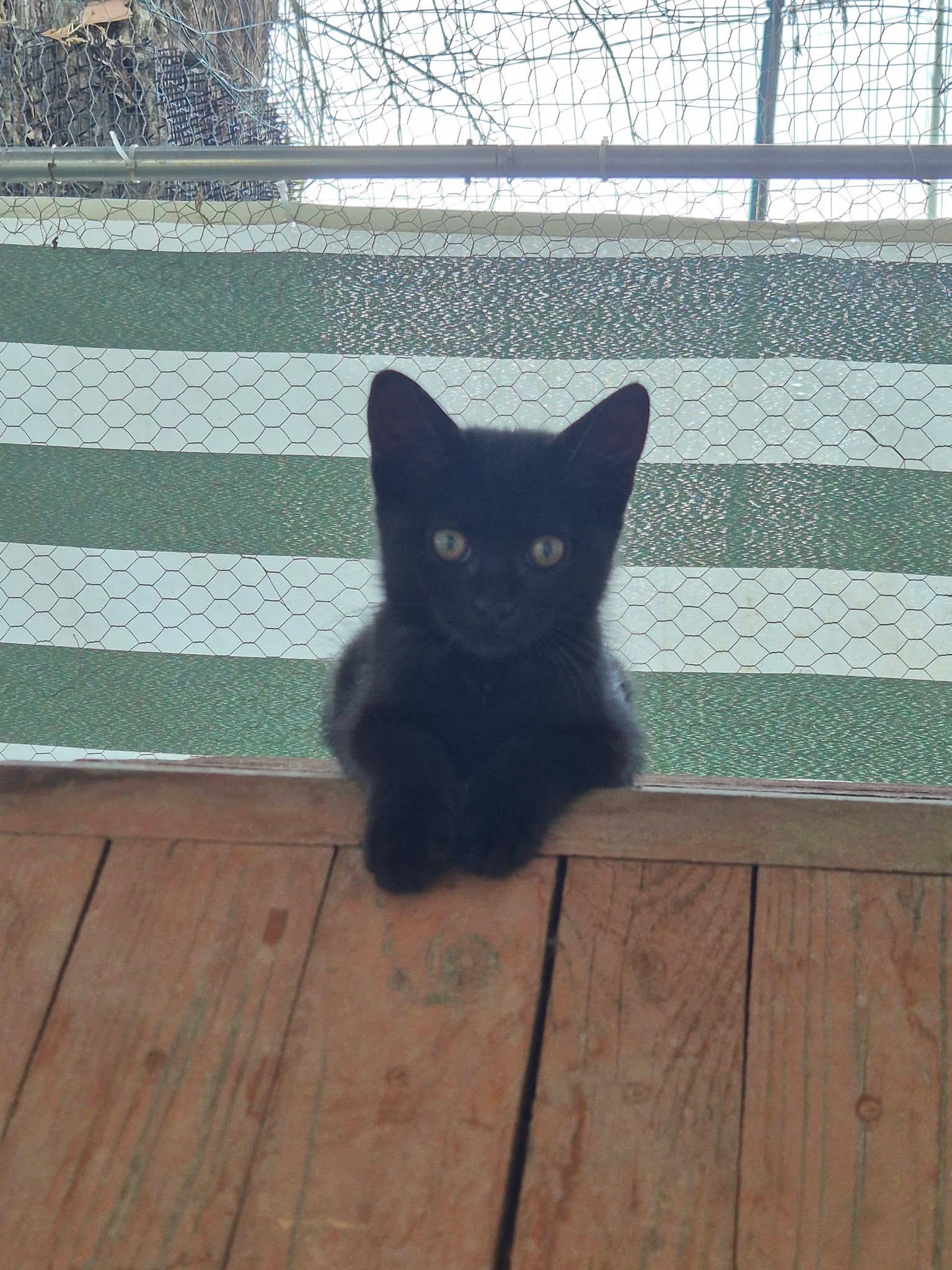 Nerone