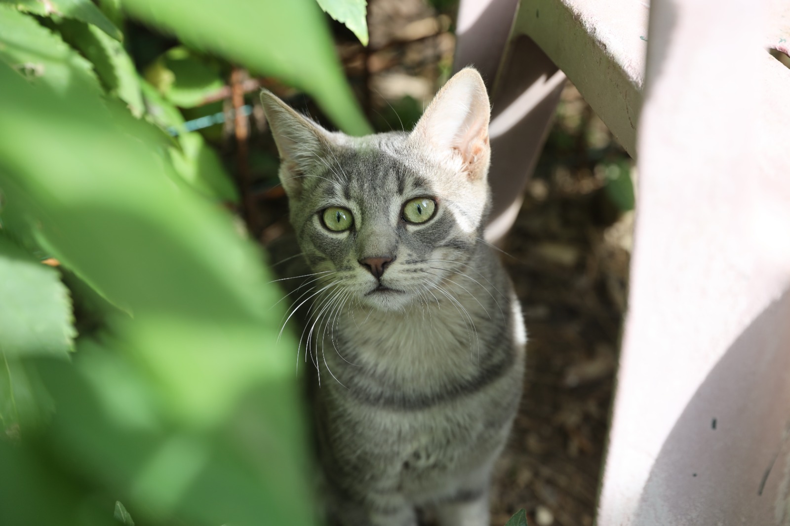 cat grey garden