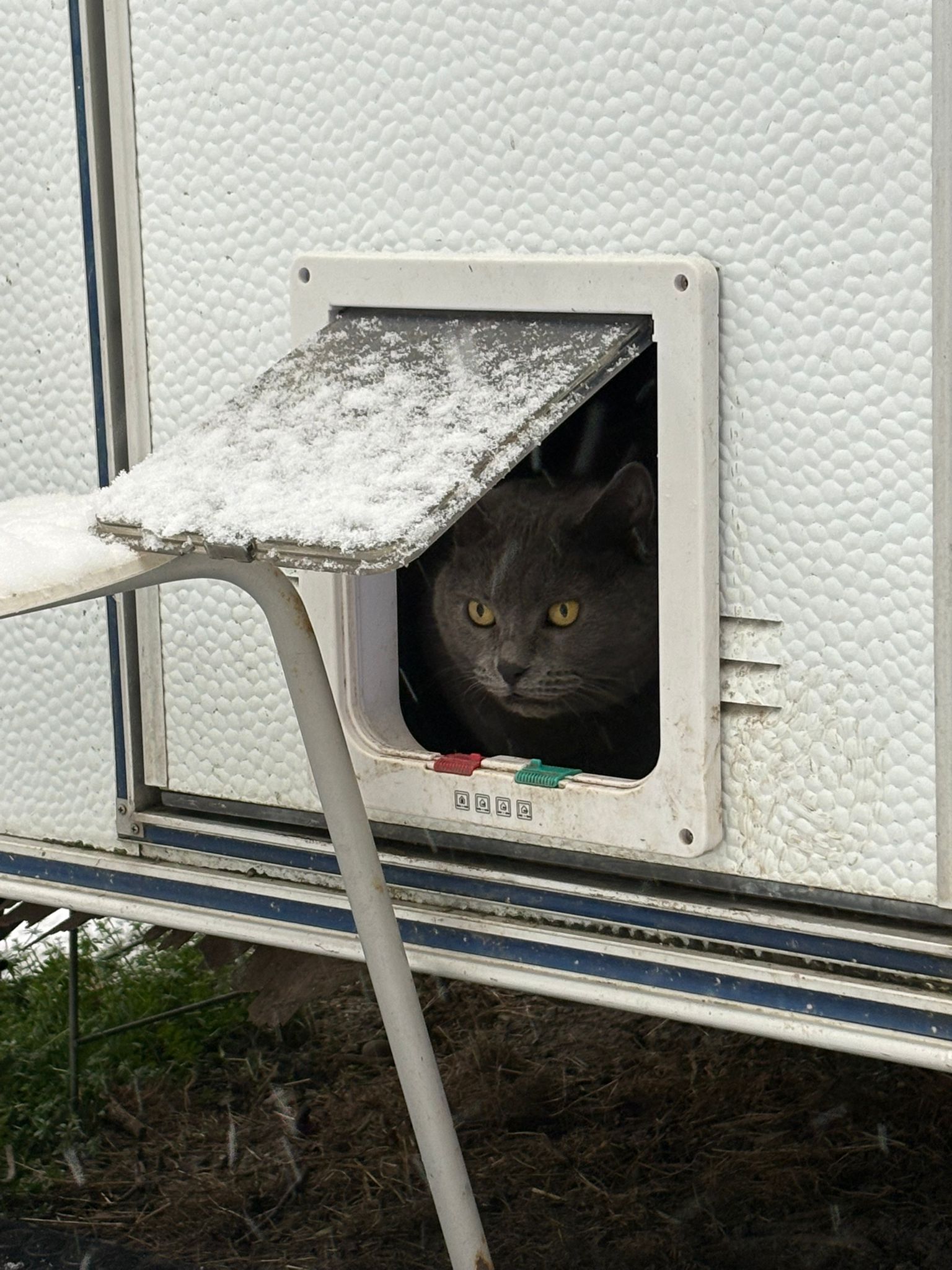 cat grey door