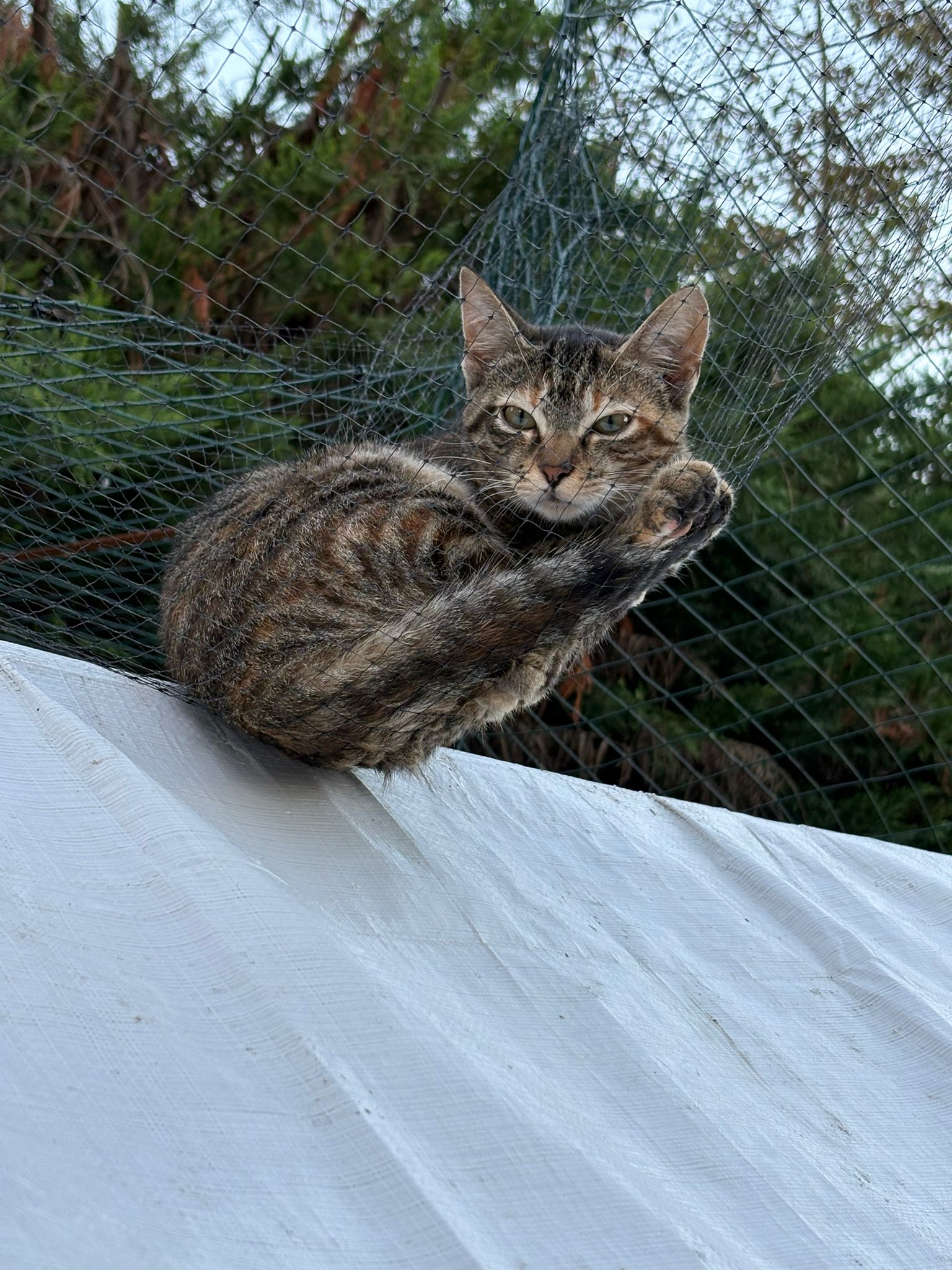 cat tabby roof