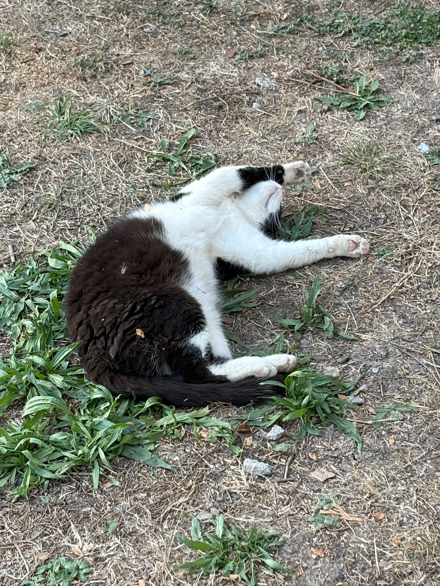 Frida