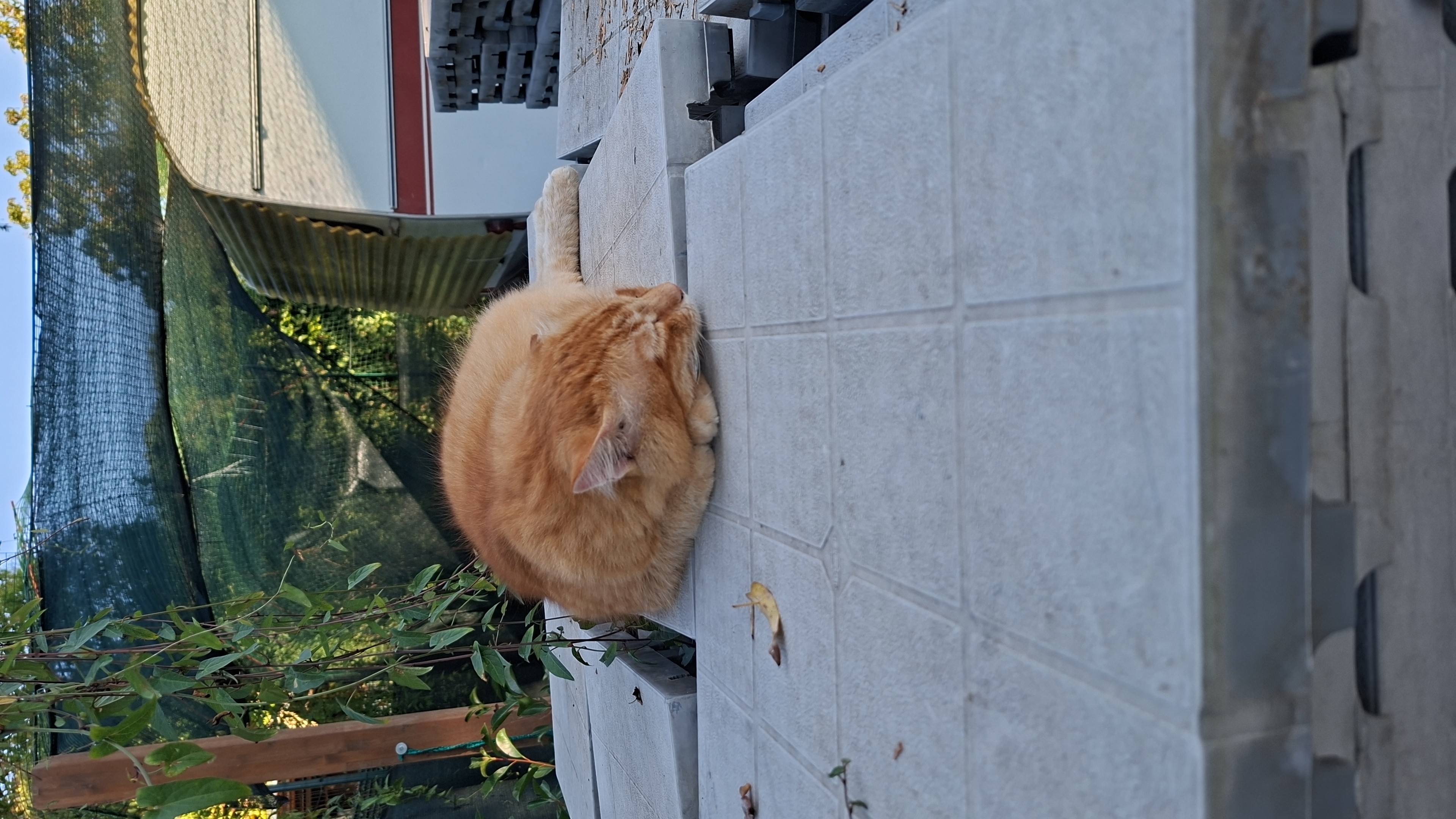 Pippo